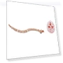 Automatic Cat Toys, Electronic Snake — Interactive Animal Companions, Sunnyway