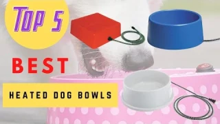The Best Heated Dog Bowls Review 2020