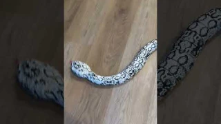You Need This Remote Control Snake!