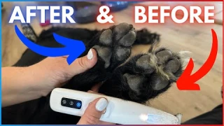 Best Paw 🐾 Trimmer For $20 - Product Review