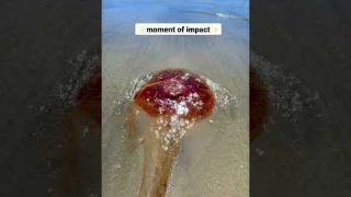 Ouch! I got stung by a dead jellyfish! 😳 #vancouverisland #shorts
