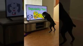 Dog Knocks Television Over Searching for Squeaky Toy || ViralHog
