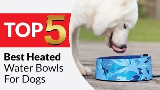 Top 5 Best Heated Water Bowls for Dogs of 2025 [Buying Guide]
