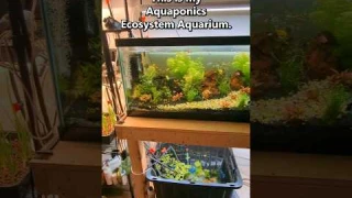 My Aquaponic Ecosystem Aquarium