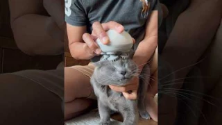First time using a cat massager
