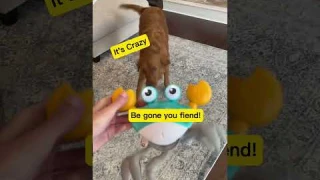The Crazy Crab Toy: The Dog Toy That Will Make You Smile