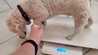 Review + Demo of Mommed Scale for Kids and Pets