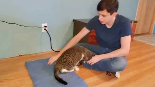 Review of Upgraded Pet Heating Pad for Dogs Cats with Timer,Safety Cat Dog Heating Pad