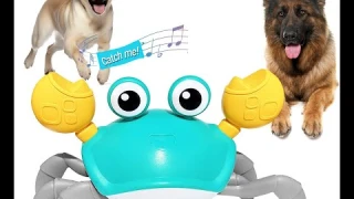 Keep Your Pet Engaged #HONGID Crawling Crab Dog Toy Review