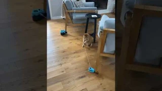 😼Interactive Cat Lure Toy for Exercise ,Outsmart Bird Toys & Turn Cats Into Hunters! Barkermeow