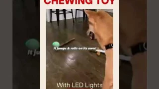Cheerble Intelligent Interactive Dog Toy Ball with LED Lights #shorts #doglover #pettoys