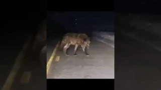 Skinwalkers Caught On Camera #shorts