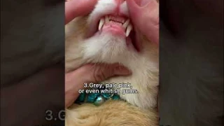 Four signs that the cat has a worms. #shorts #cats