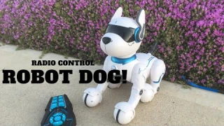 Radio Control Robot Dog From Kmart - First Look Review!
