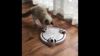 Automatic cat toy electric , mouse simulation ,rat for chasing funny Interactive cat toy