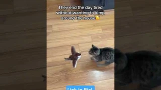 Interactive Flying Bird Cat Toy