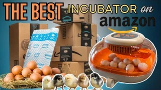 The BEST Incubator on Amazon! Incubating Chicken Eggs Start To Finish: Perfect For Small Homestead