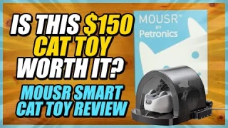 Is this $150 Cat toy worth it? | Mousr Smart Cat Toy Review