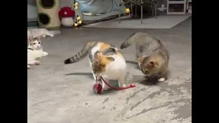 Interactive Cat Toy Ball – Super Fun & Automatic Rolling Ball for Cats! 🐱🎾 #zentogoods
