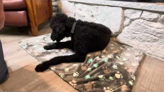 Unboxing and Review of This Heated Dog Mat With Temperature Control Timer and Variable Heat Settings