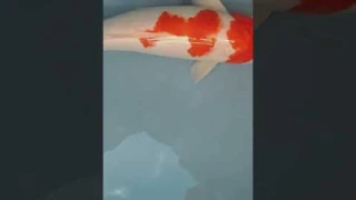 ikan koi 33cm cuma 100 ribuan