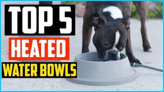 ✅Top 5 Best Heated Water Bowls for Dogs Review in 2024