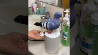 Pigeon Automatic Induction Foam Hand Washer - Touchless Soap Dispenser for Effortless Hygiene