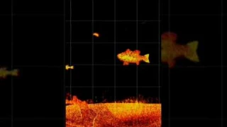 BEST FISH FINDER IN THE WORLD? (UNREAL) 😱 #shorts #fishing #livescope #lvs36 #garmin