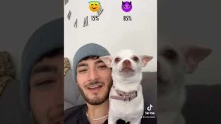 Chihuahuas are such a surprising breed😂