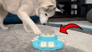 Interactive Fun for Your Pet with this Dog Puzzle Toy