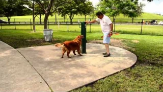 Miami-Dade Dog Parks