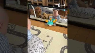 🦁 My golden retriever is tired of this Crawling Crab Dog Toy.. Let the kid have it !! 🦁 barkermeow