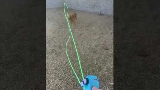 String Lasso Toy #shorts