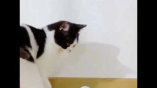 Interactive Cat Toys Ball Automatic 360° Self-Rotating Ball with USB Rechargeable