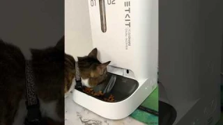 The best automatic feeder! #cats #catlover #automaticfeeder #petkit
