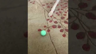 Cheerble Intelligent Interactive Dog Toy Ball Review