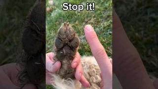 Stop cleaning your dog's paws like this😳