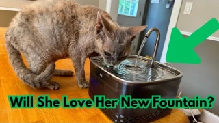 Cat Water #Fountain with Stainless Steel Lid, 75oz/2.2L Automatic #Cat Water Dispenser #pets