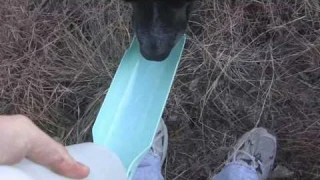 Gulpy On-The-Go Dog Water Dispenser Overview and Review