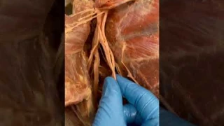 Look At These Amazing Nerves in Your Arm