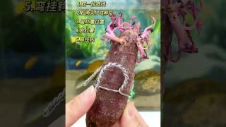 Fish tank hydroponic sweet potatoes, teach you the simplest method #trending #aquariumfishfish #fish