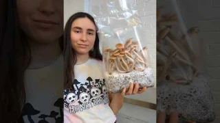 How to Grow Mushrooms in Bags using ShroomTek | QUICK tutorial #howto #mushroomcultivation #diy