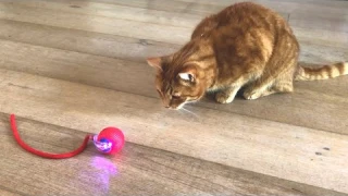 Cody meets Interactive Rolling Ball - cat toy review