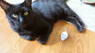 HEXBUG Mouse Robotic Cat Toy Video Review - The Lucky Ferals
