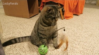 SmartyKat Feather Whirl Electronic Motion Cat Toy Unboxing Product Review