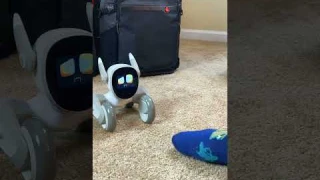 Fun with Loona the PETBOT Day 3 | FEET