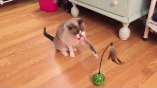 SmartyKat Feather Whirl from Worldwise
