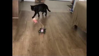 Slowton Remote Cat Feather Toy Review