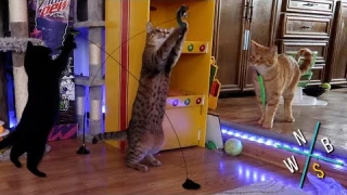 Interactive Suction-Mounted Cat Feather Toy - Unboxing & Review
