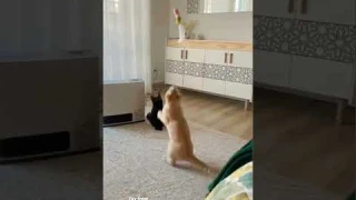 Door hanging cat toy😍💖